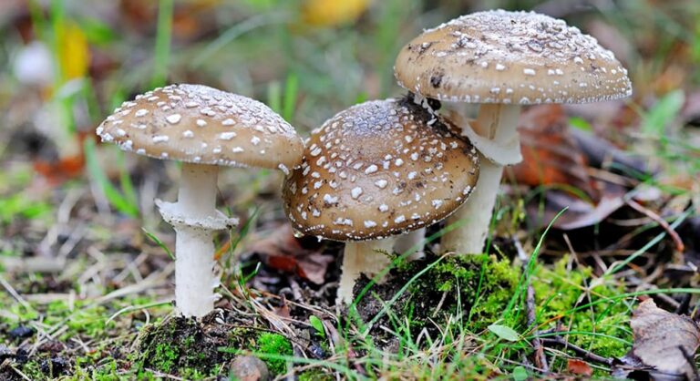 Профилактика отправлений грибами