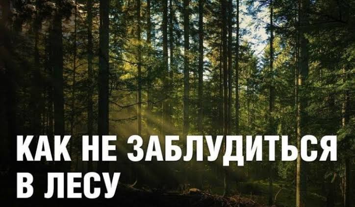 Как не заблудиться в лесу: советы от спасателей